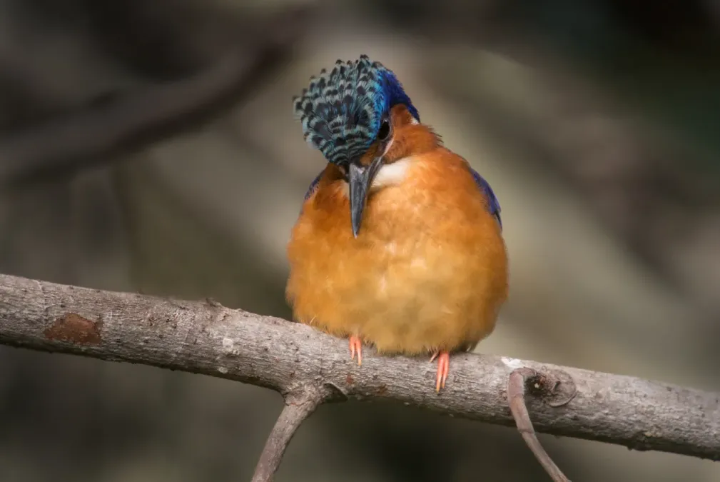 File:Malagasy Kingfisher (Corythornis vintsioides), Antananarivo, Madagascar.jpg