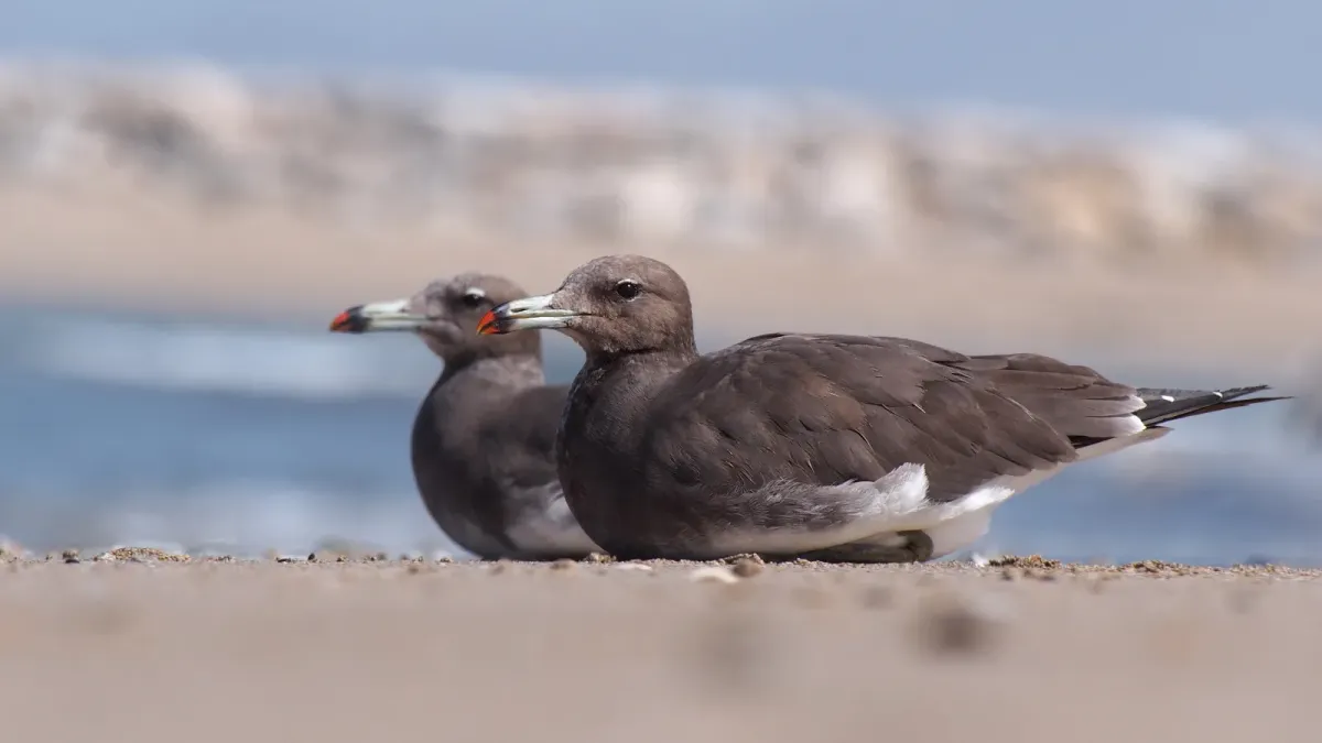 File:Ichthyaetus hemprichii subadults, Muscat, Oman.jpg