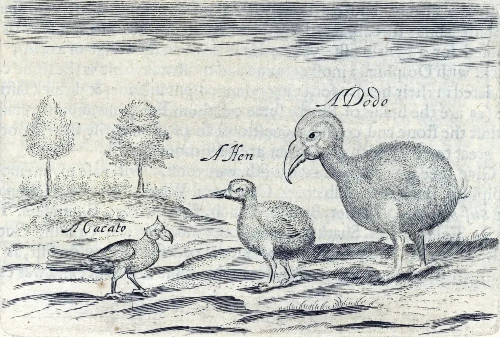 File:Lophopsittacus.mauritianus.jpg
