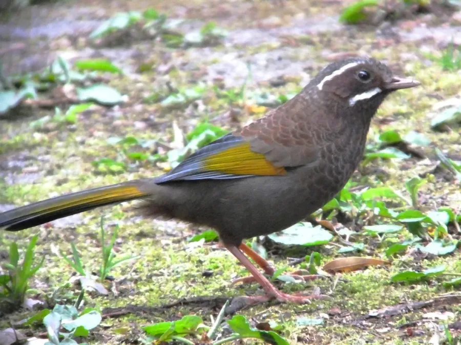File:Trochalopteron morrisonianum -Taiwan-8 (1).jpg