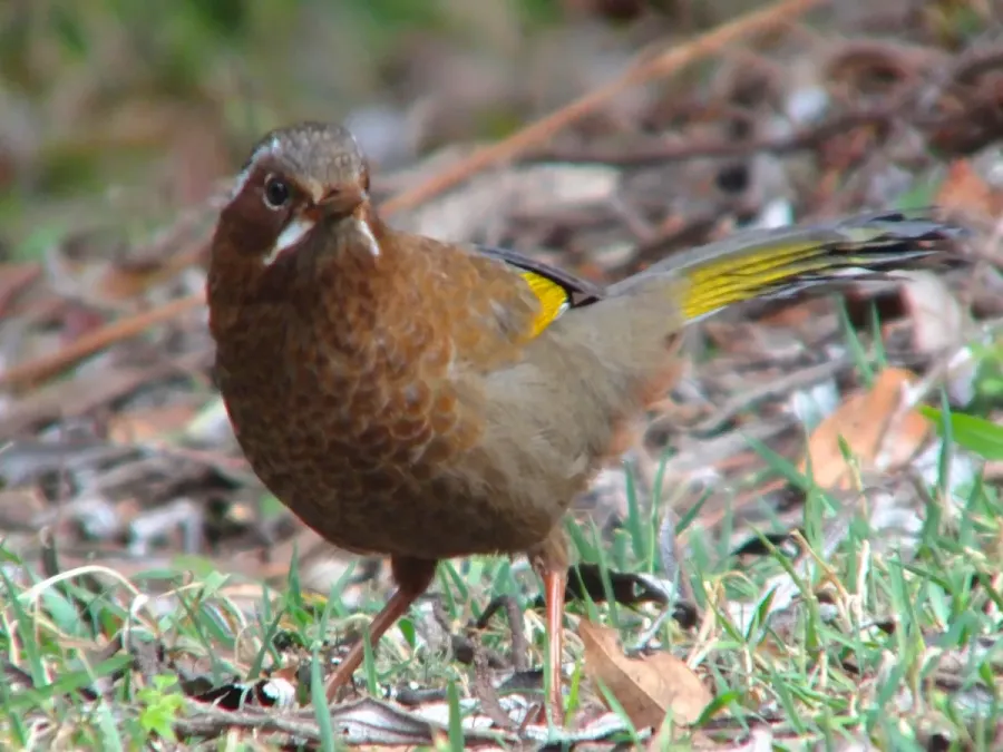 File:Trochalopteron morrisonianum -Taiwan-8 (2).jpg