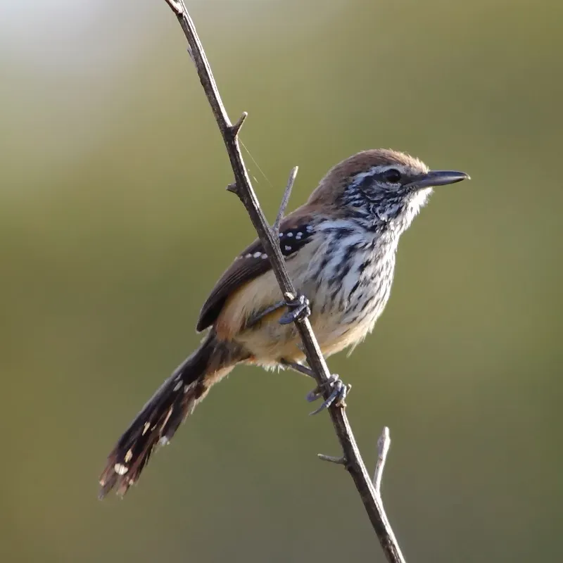 File:Formicivora rufa - Rusty-backed Antwren (female).jpg