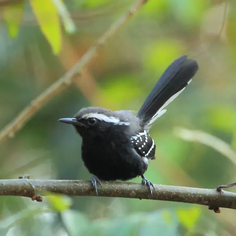 File:Formicivora melanogaster - Black-bellied Antwren (male) 01.jpg