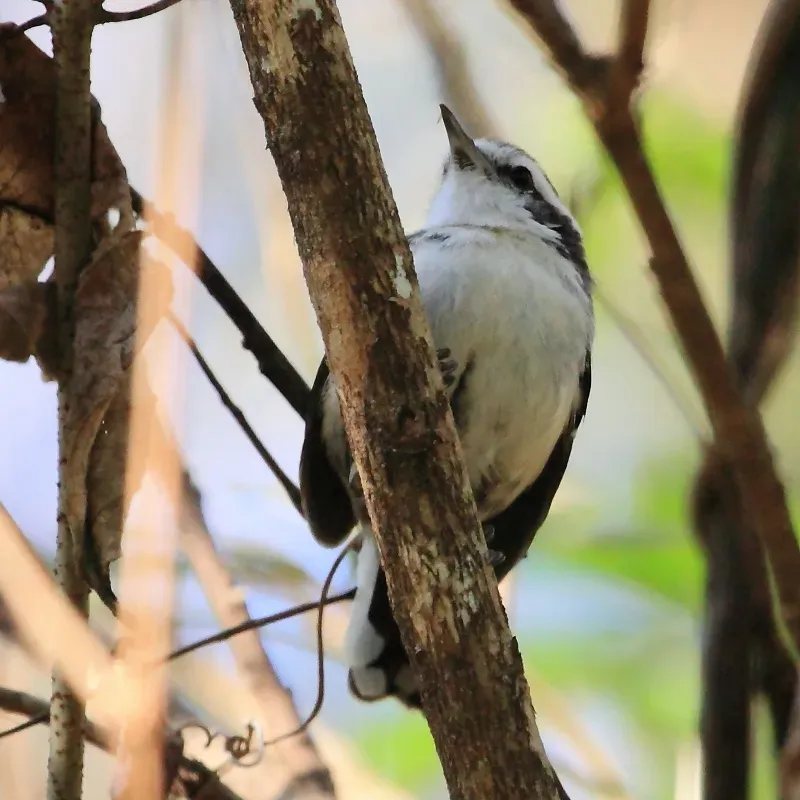 File:Formicivora melanogaster - Black-bellied Antwren (female).jpg