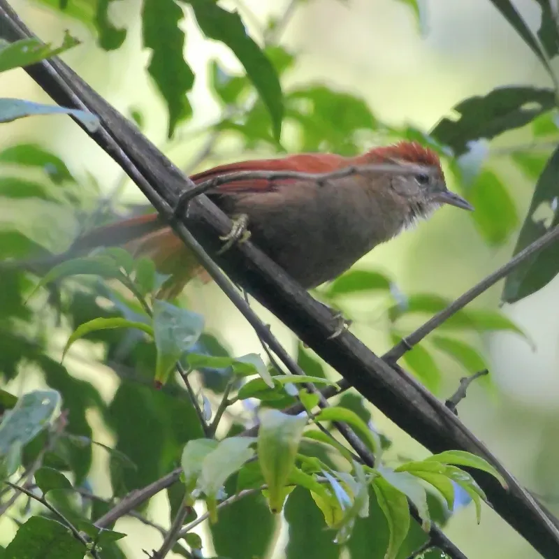 File:Cranioleuca vulpina - Rusty-backed Spinetail.jpg