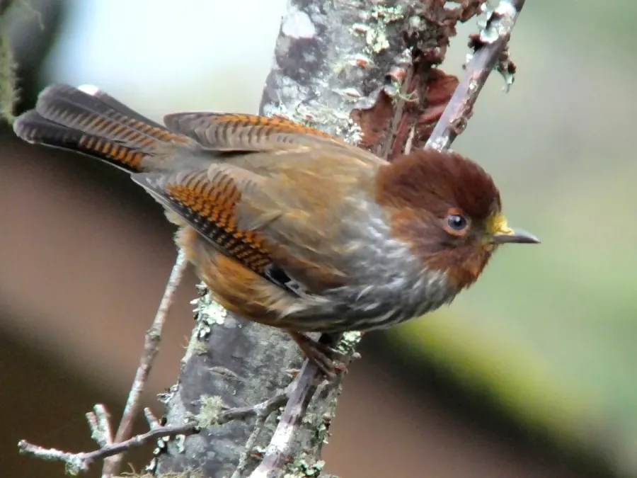 File:Actinodura morrisoniana -Taiwan-8.jpg