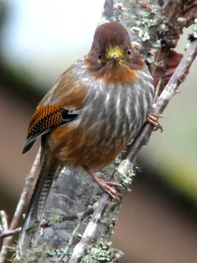 File:Actinodura morrisoniana -Taiwan-8 (1).jpg