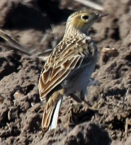 File:Spragues Pipit (Anthus spragueii).jpg