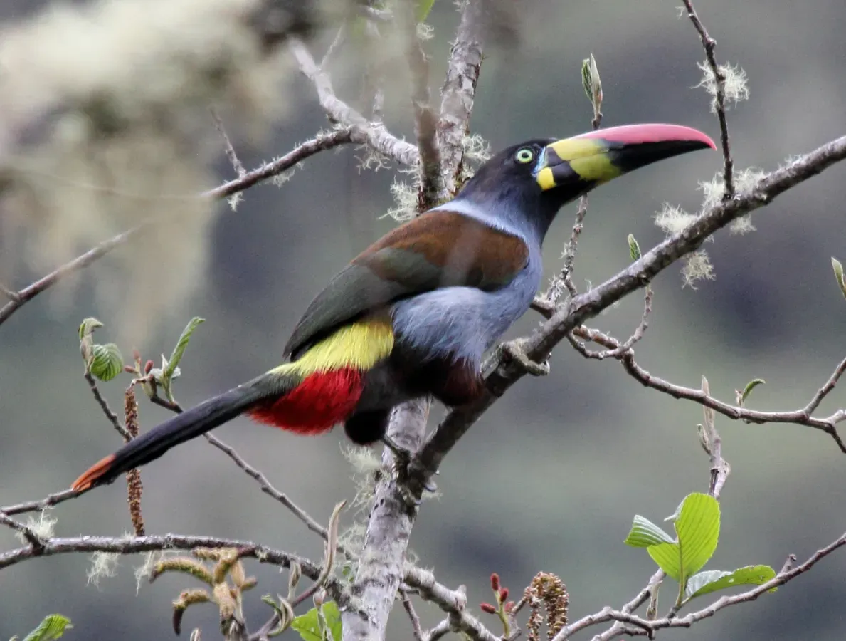 File:Gray-breasted Mountain-Toucan (Andigena hypoglauca).jpg