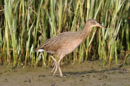File:Rallus obsoletus - Tijuana Slough NWR (5120918839).jpg