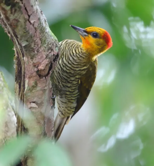 File:Piculus flavigula - Yellow-throated Woodpecker.JPG