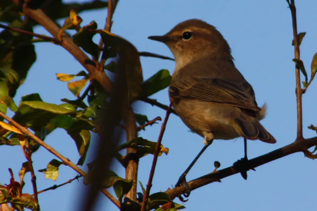 File:Plain leaf warbler (phylloscopus neglectus).JPG