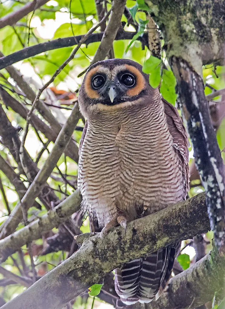 File:Strix leptogrammica -Surrey Bird Sanctuary, Welimada, Sri Lanka -8a.jpg