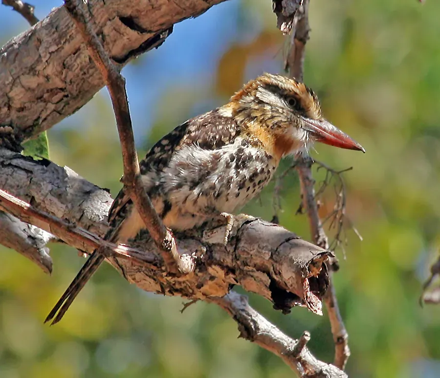 File:Nystalus maculatus JJK'1.jpg