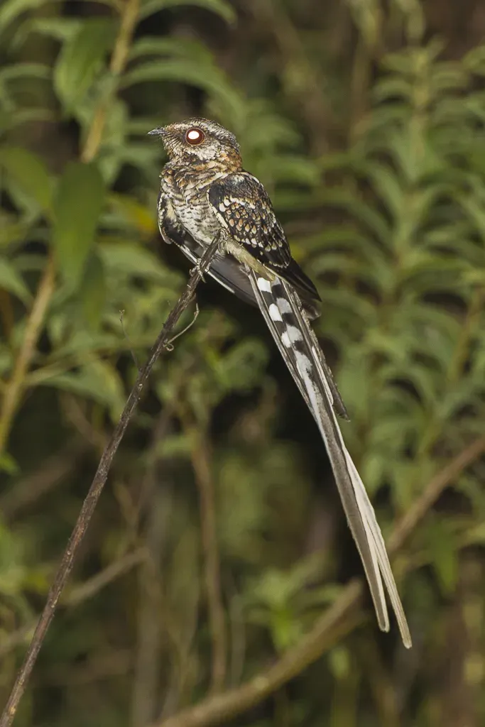 File:Hydropsalis torquata -Regua, Brazil-8.jpg