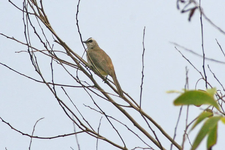 File:Yellow-vented Bulbul (Pycnonotus goiavier).jpg