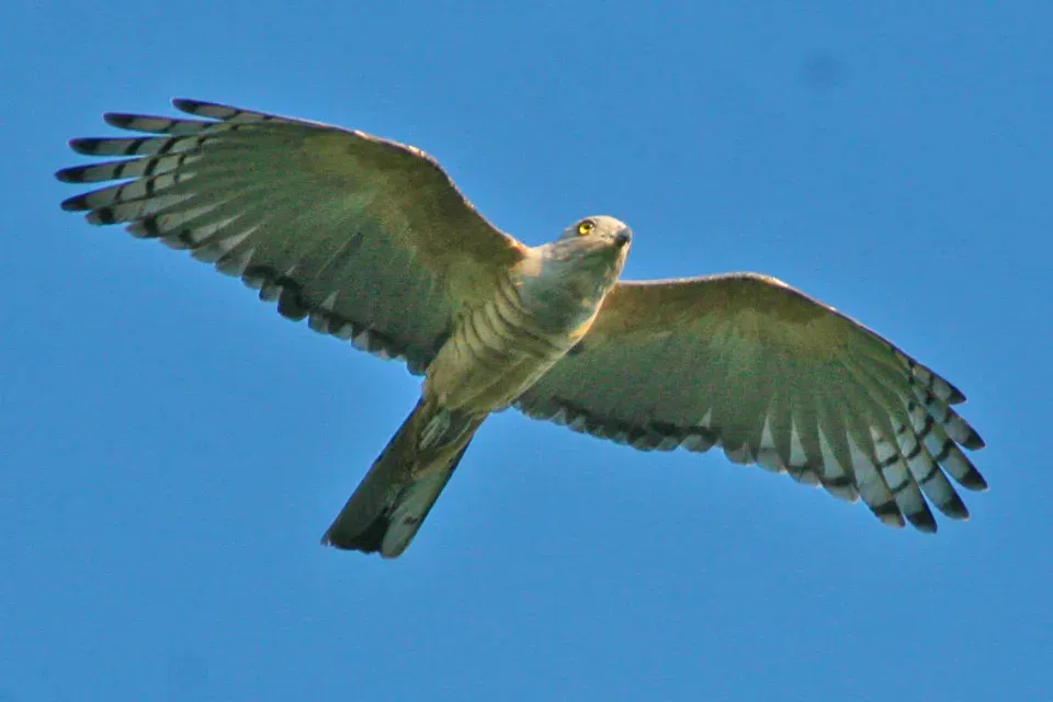 File:Pacific Baza (Aviceda subcristata).jpg
