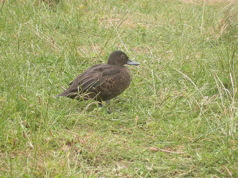 File:Brown Teal (Anas chlorotis).jpg