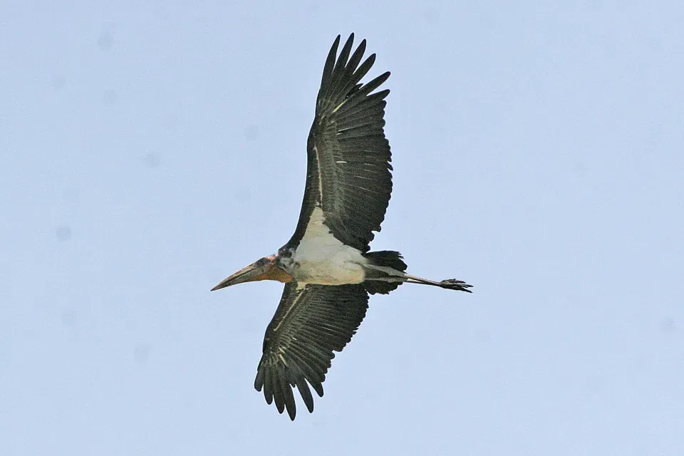File:Greater Adjutant (Leptoptilos dubius) - Ron Knight.jpg