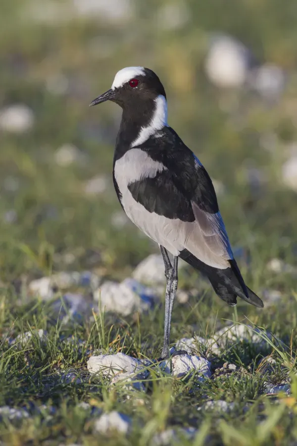 File:Vanellus armatus - Etosha 2014.jpg