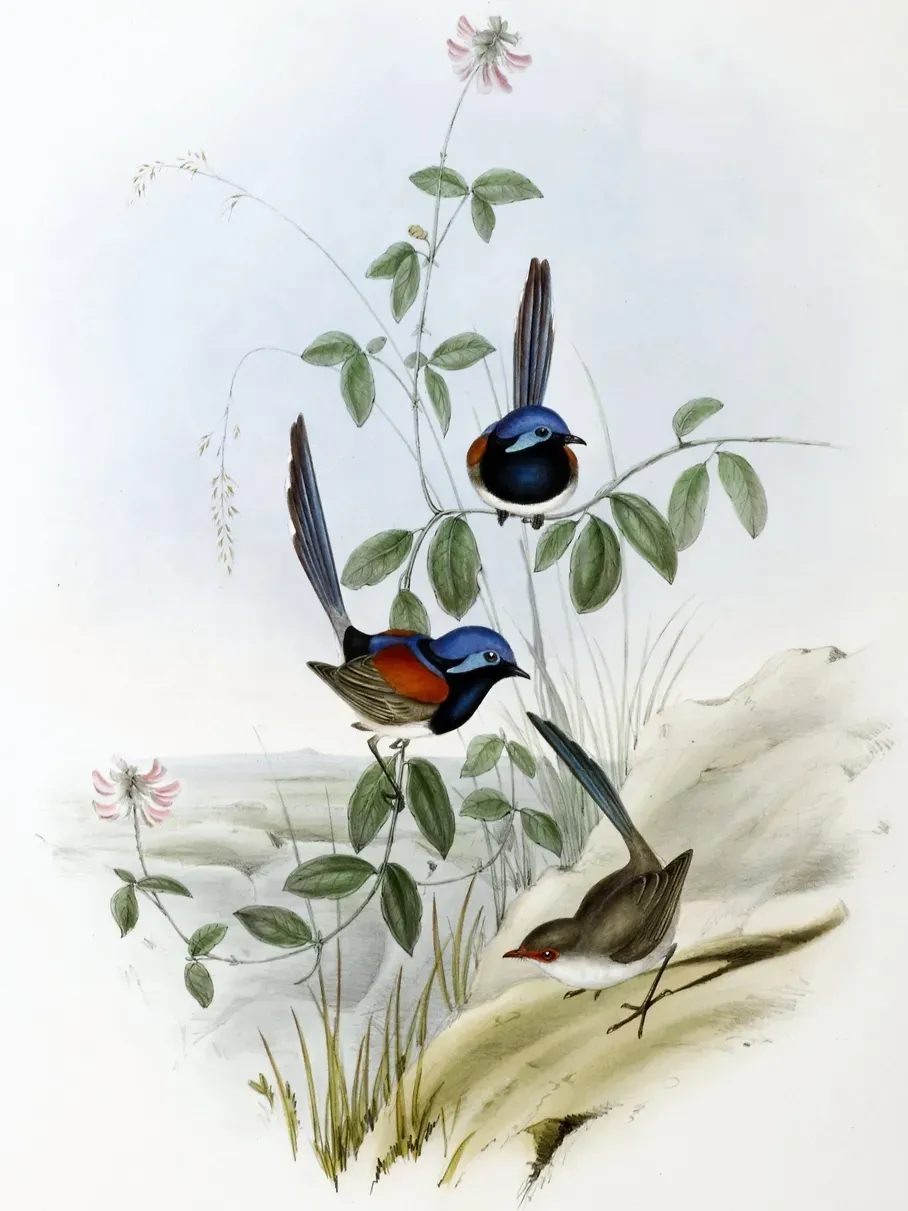 File:Malurus pulcherrimus.jpg