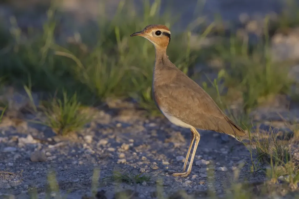 File:Cursorius rufus - Etosha 2014.jpg