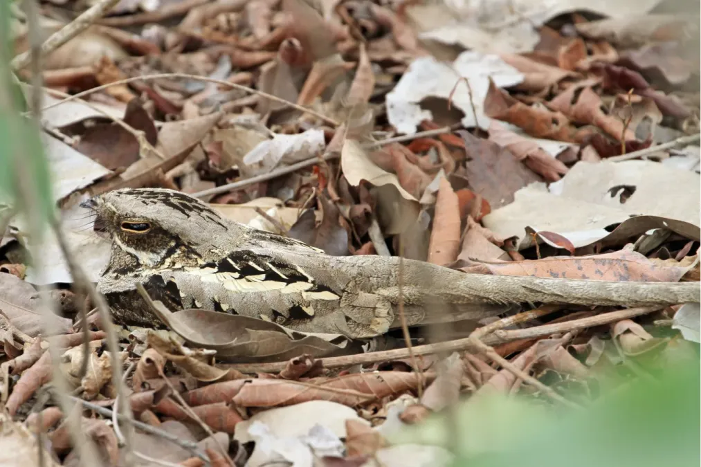 File:Caprimulgus climacurus -Gambia-8 (2).jpg