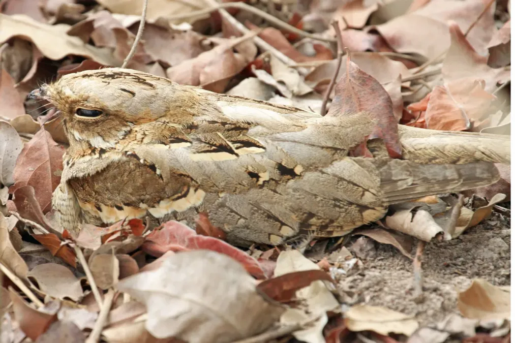 File:Caprimulgus climacurus -Gambia-8 (4).jpg