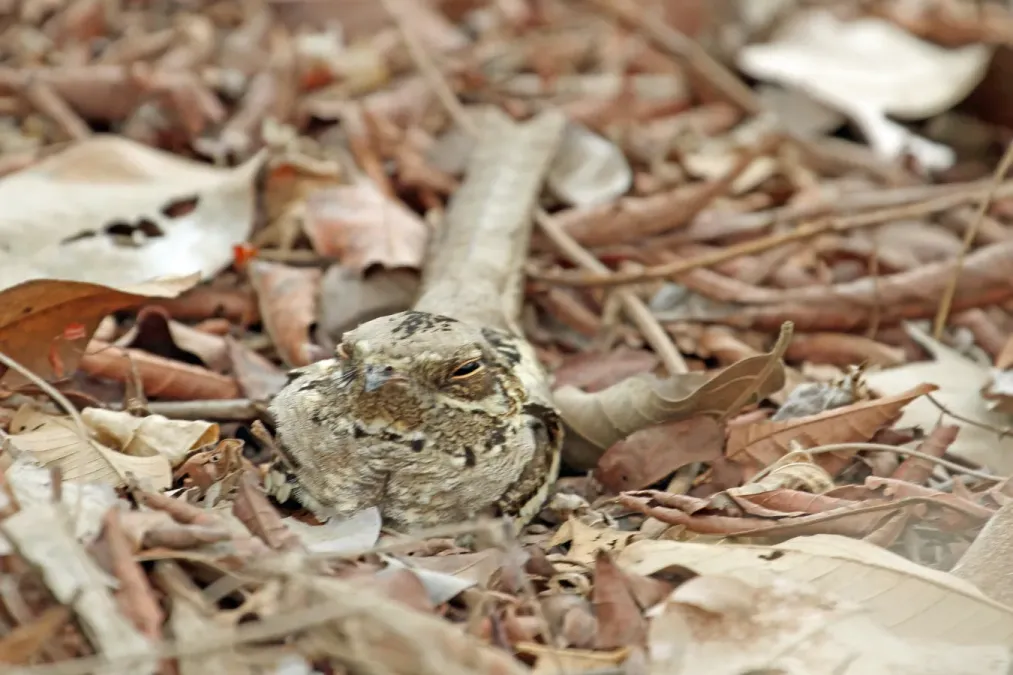 File:Caprimulgus climacurus -Gambia-8 (5).jpg