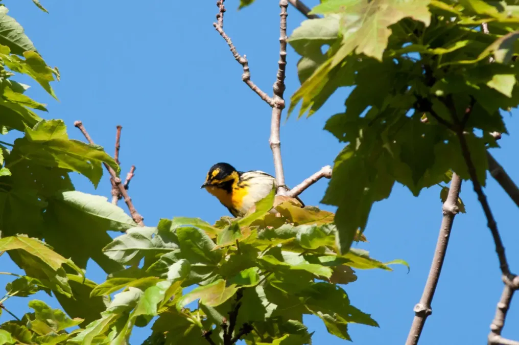 File:Blackburnian Warbler Setophaga fusca, Nahant, MA 2.jpg