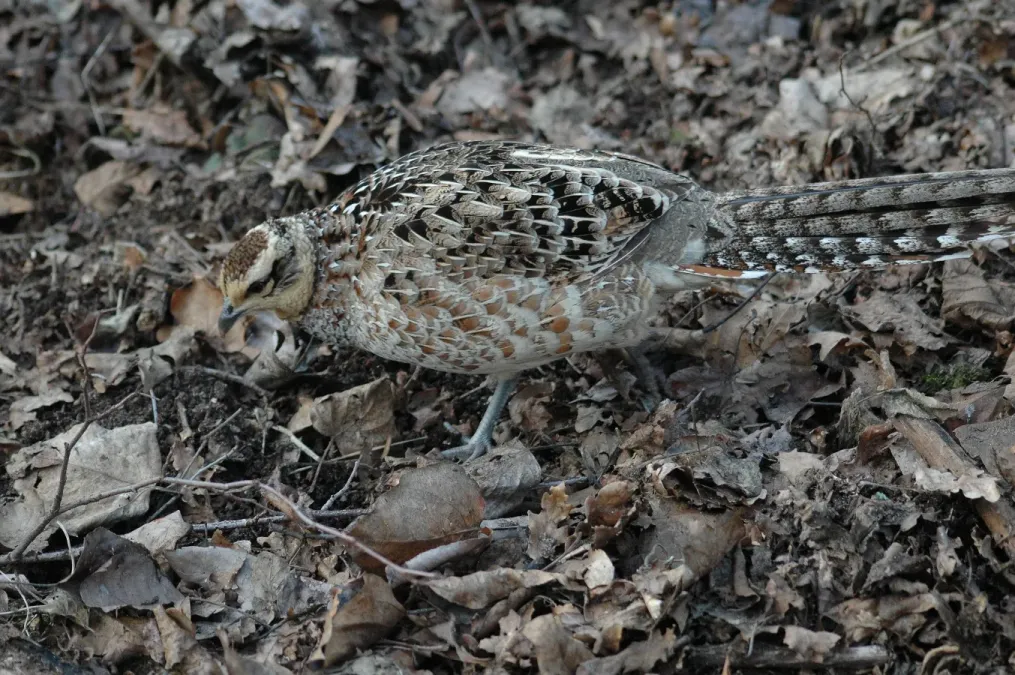 File:Syrmaticus reevesii (female) - ed.jpg