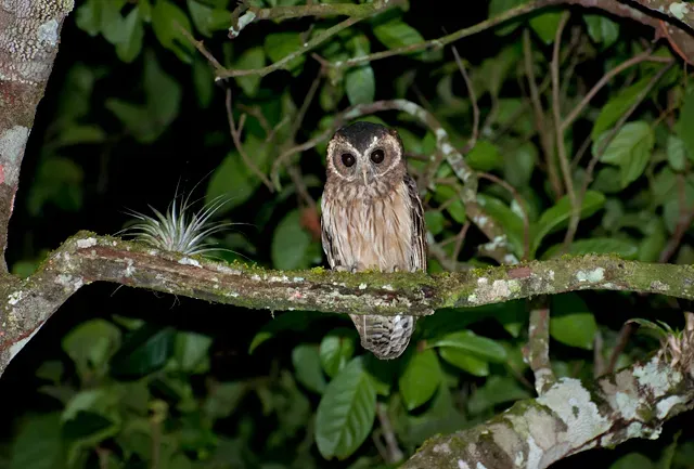 File:Strix virgata.jpg