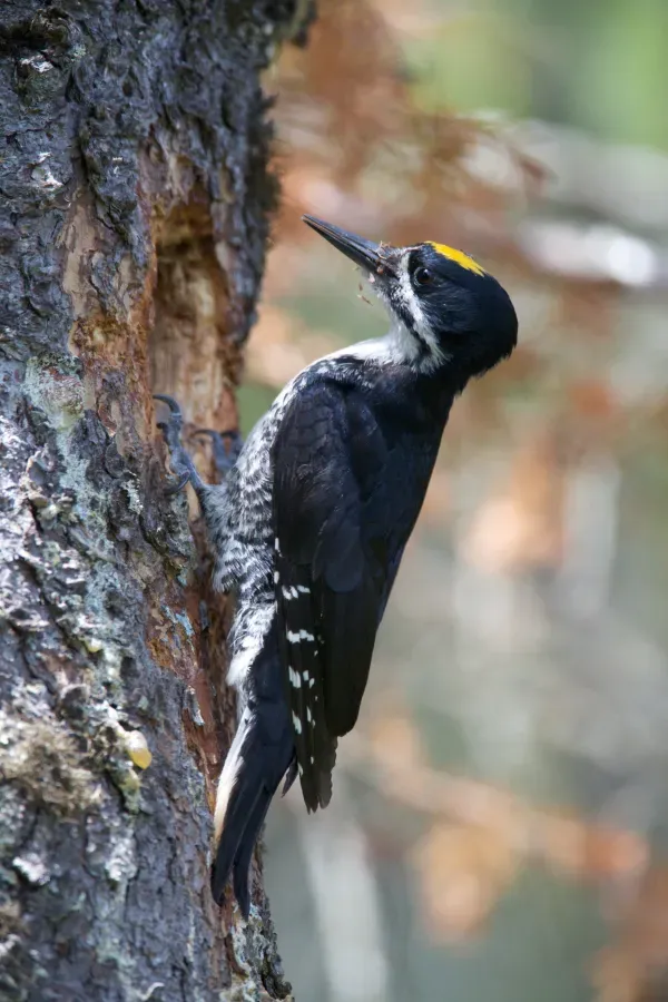 File:Picoides arcticus -Brunswick, Vermont, USA -male-8.jpg