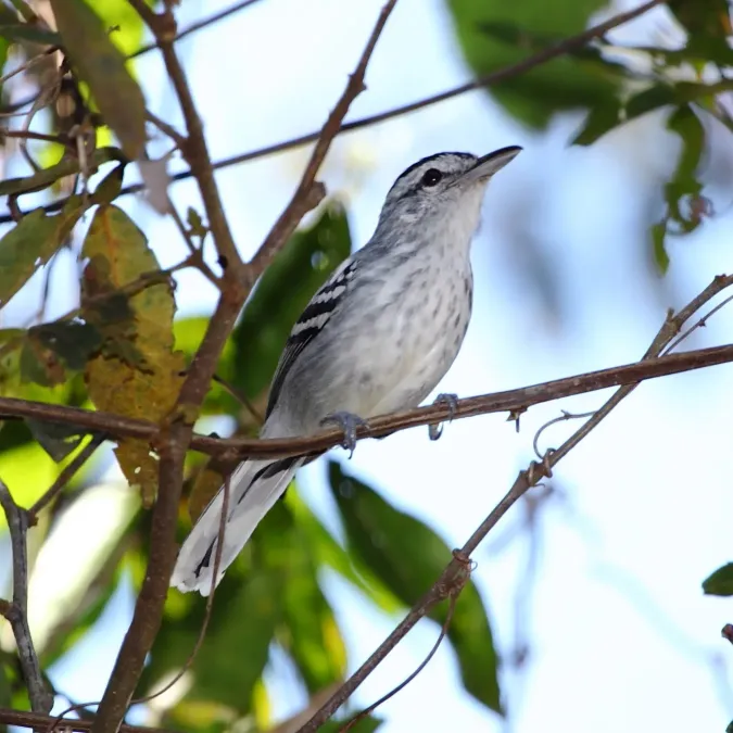 File:Herpsilochmus longirostris - Large-billed Antwren (male).JPG