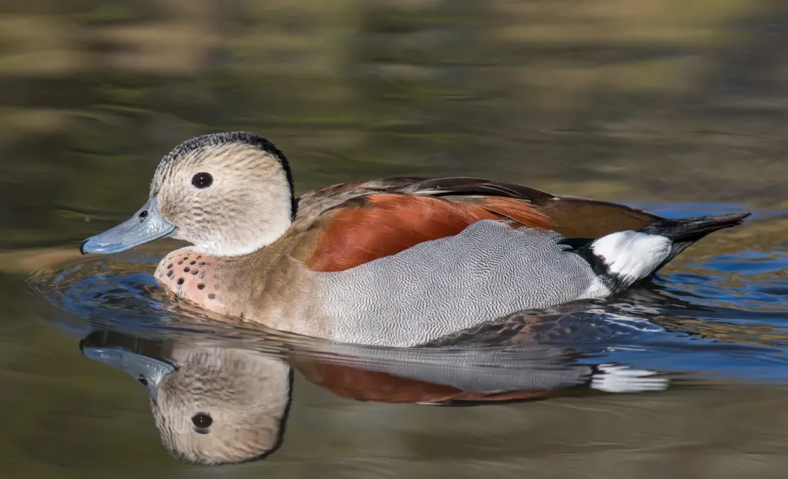 File:Callonetta leucophrys (male) - Ringed Teal, London Wetlands Centre,, UK - Diliff.jpg
