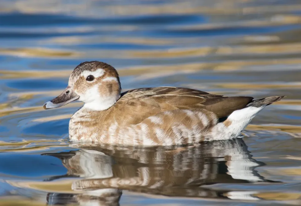 File:Callonetta leucophrys (female) - Ringed Teal, London Wetlands Centre,, UK - Diliff.jpg