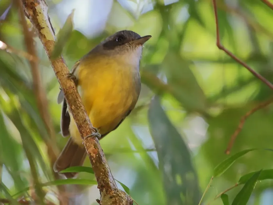 File:Dysithamnus mentalis - Plain Antvireo (male).JPG