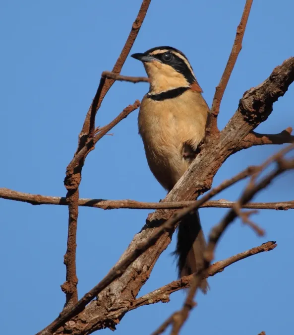 File:Melanopareia torquata - Collared Crescentchest.JPG