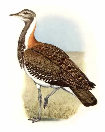 File:Neotis ludwigii (Horsbrugh).jpg