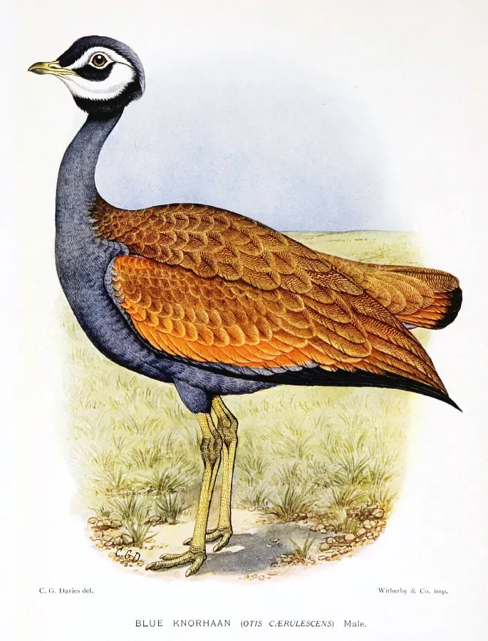 File:Eupodotis caerulescens.jpg