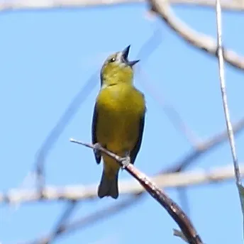 File:Euphonia chrysopasta - White-lored Euphonia (female).JPG