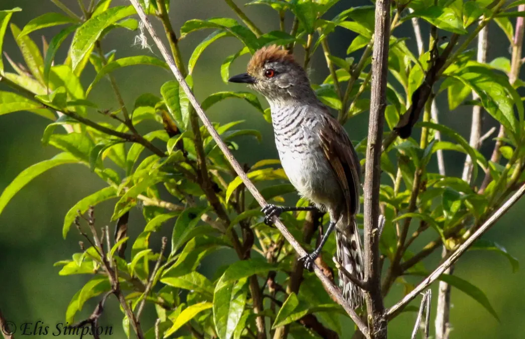 File:Rufous-capped Antshrike (Thamnophilus ruficapillus).JPG