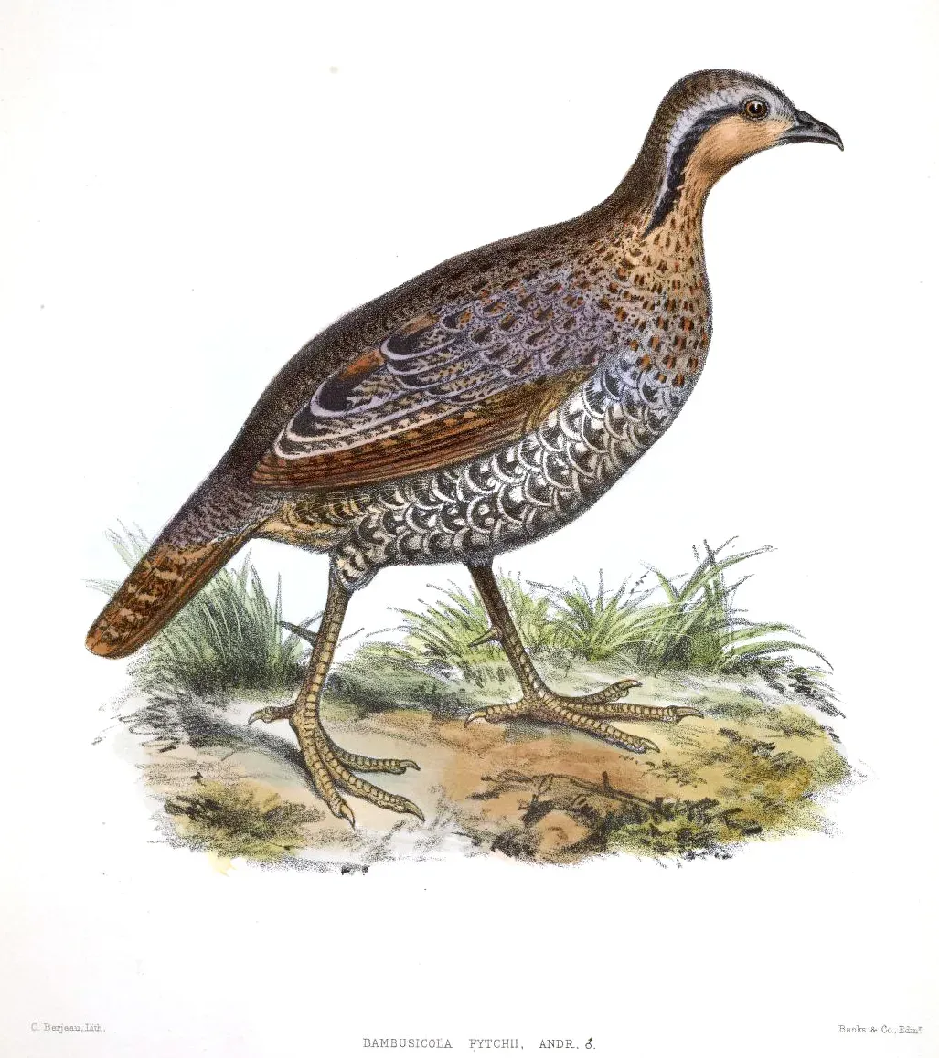 File:Bambusicola fytchii Keulemans.jpg