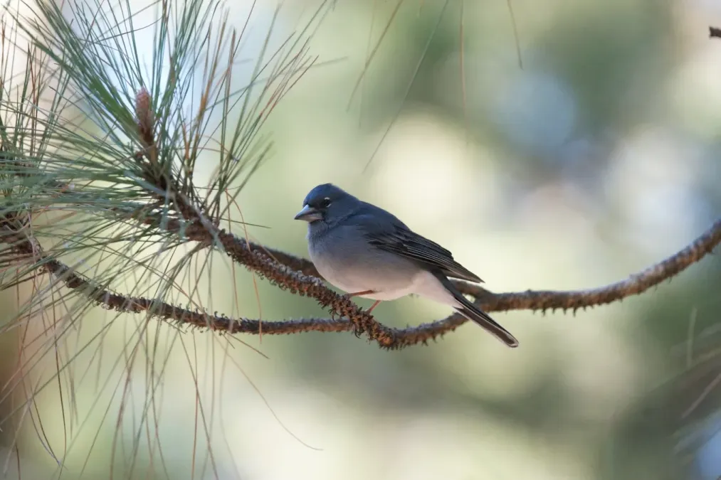 File:Teidefink (Fringilla teydea), Männchen.JPG