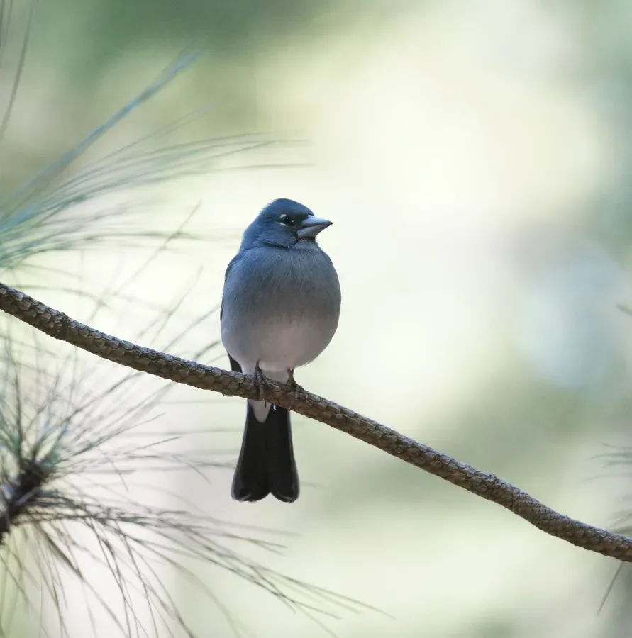 File:Teydefink (Fringilla teydea), Männchen.JPG