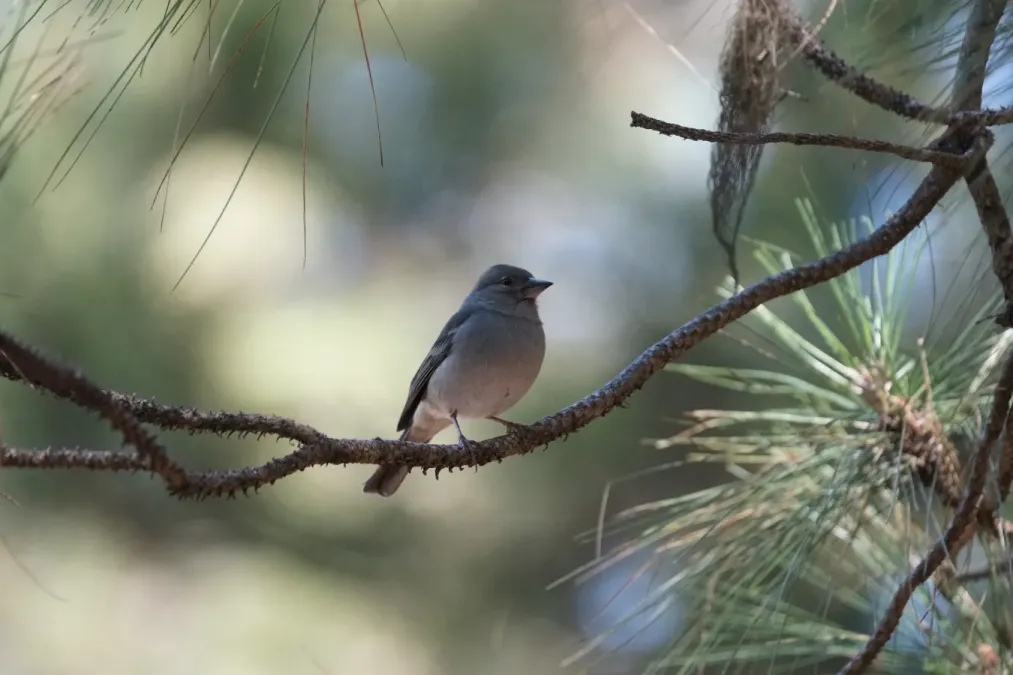 File:Teydefink (Fringilla teydea), Weibchen.jpg