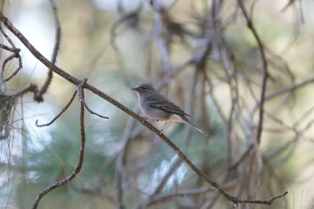 File:Teydefink (Fringilla teydea), Weibchen.JPG