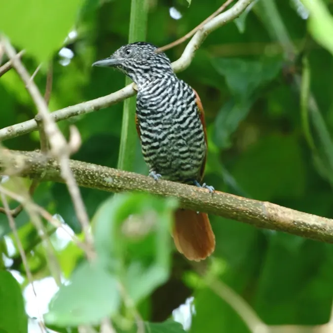 File:Thamnophilus palliatus - Chestnut-backed Antshrike (male).JPG