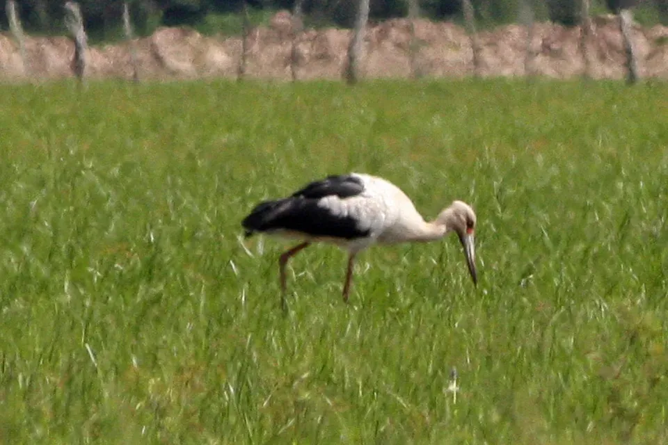 File:Ciconia maguari, Ibera Marshes, Argentina 2.jpg