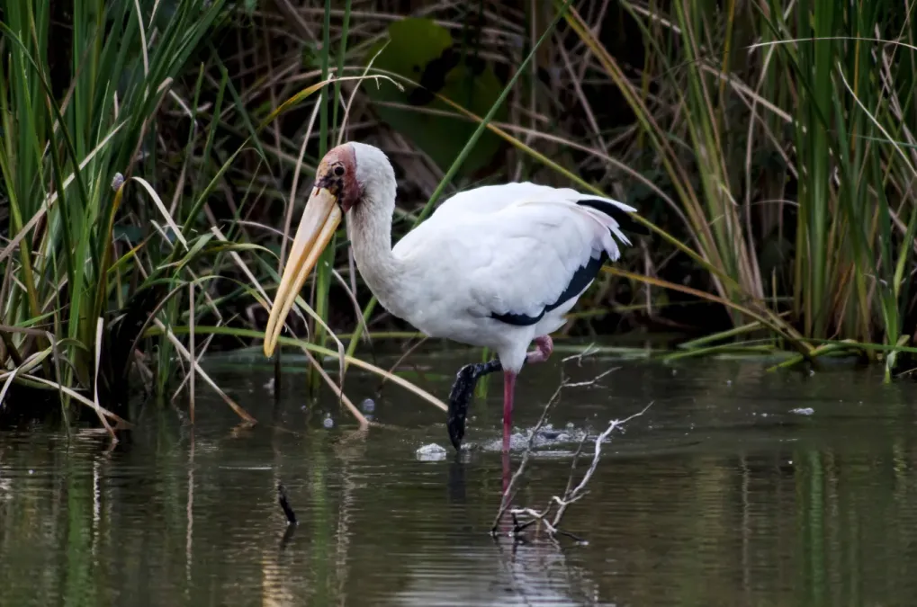 File:Mycteria cinerea, Singapore 1.jpg